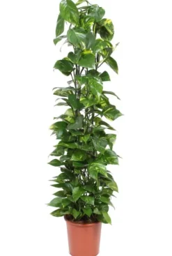 Scindapsus Aureum - Epipremnum
