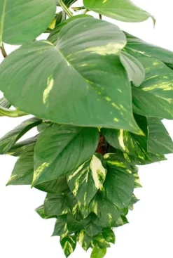 Scindapsus Aureum - Epipremnum