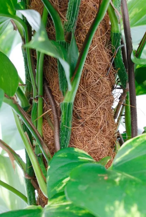 Scindapsus Aureum - Epipremnum