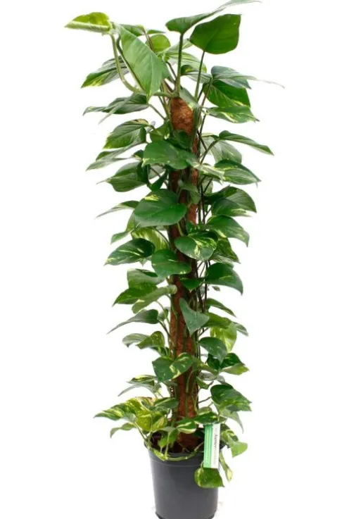 Scindapsus Aureum - Epipremnum
