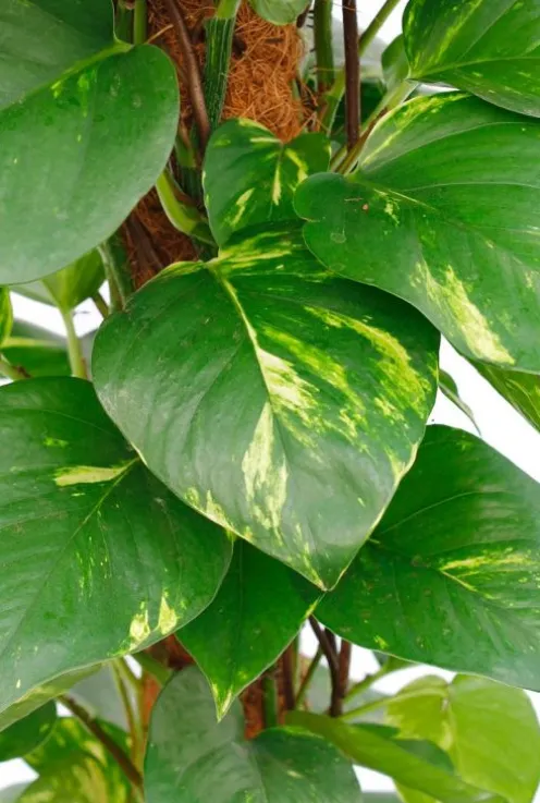 Scindapsus Aureum - Epipremnum