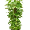 Scindapsus aureum - Epipremnum