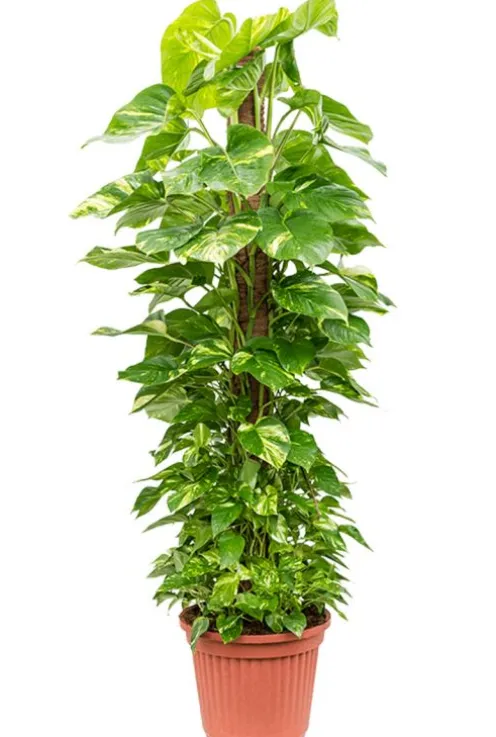 Scindapsus aureum - Epipremnum