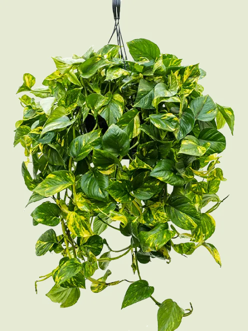 Scindapsus aureum - Epipremnum
