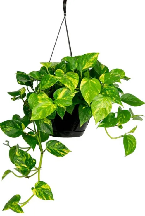 Scindapsus aureum - Epipremnum