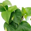 Scindapsus (epipremnum) aureum - Epipremnum