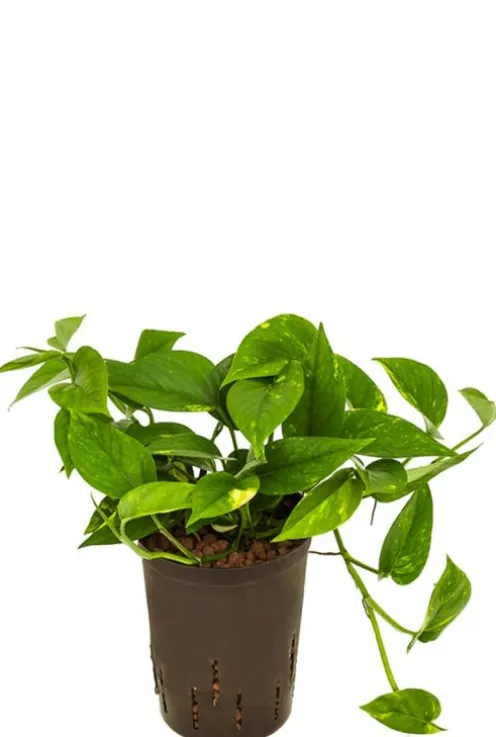 Scindapsus (epipremnum) aureum - Epipremnum