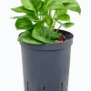 Scindapsus (Epipremnum) 'Global Green - Epipremnum