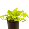Scindapsus golden pothos - Epipremnum