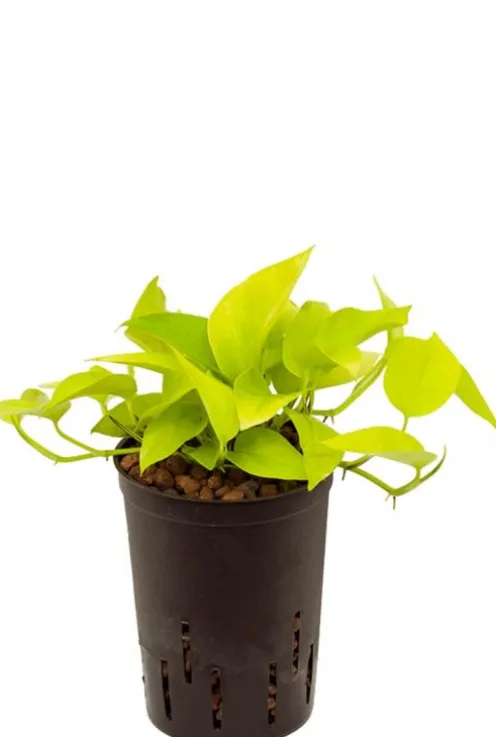 Scindapsus golden pothos - Epipremnum