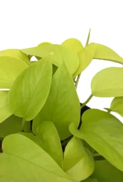 Scindapsus golden pothos - Epipremnum