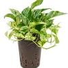 Scindapsus marble queen - Epipremnum