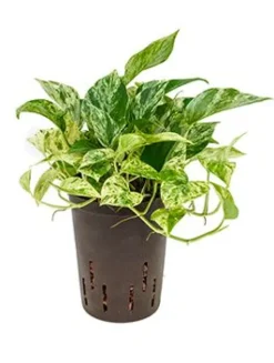 Scindapsus marble queen - Epipremnum