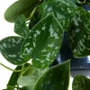 Scindapsus Pictus 'Argyraeus' - Epipremnum
