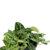 Scindapsus Pictus 'Argyraeus' - Epipremnum
