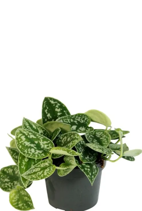 Scindapsus Pictus 'Argyraeus' - Epipremnum