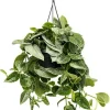 Scindapsus pictus silvery ann - Epipremnum