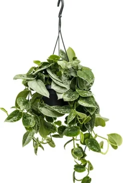 Scindapsus pictus silvery ann - Epipremnum