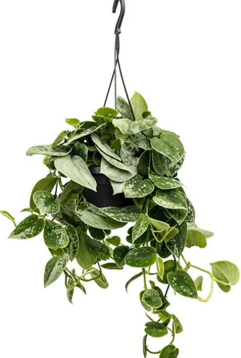 Scindapsus pictus silvery ann - Epipremnum