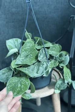 Scindapsus pictus silvery ann - Epipremnum