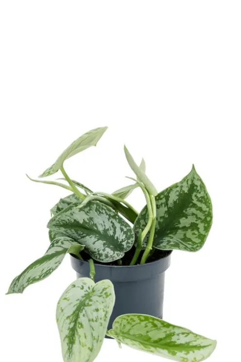 Scindapsus pictus 'Trebie' - Epipremnum
