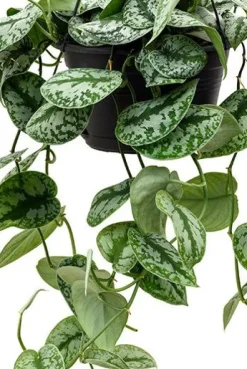 Scindapsus pictus trebie - Epipremnum