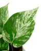 Scindapsus Pinnatum Marble Queen - Epipremnum