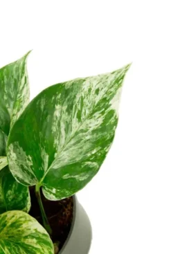 Scindapsus Pinnatum Marble Queen - Epipremnum