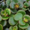 Sedum Tornado - Vetkruid