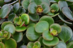 Sedum Tornado - Vetkruid