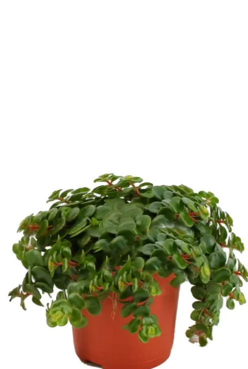 Sedum Tornado - Vetkruid