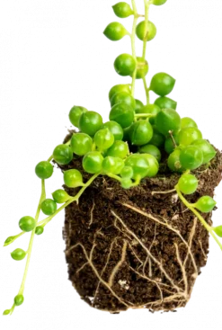 Senecio Herreanus - Stekje