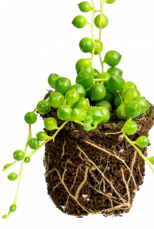Senecio Herreanus - Stekje