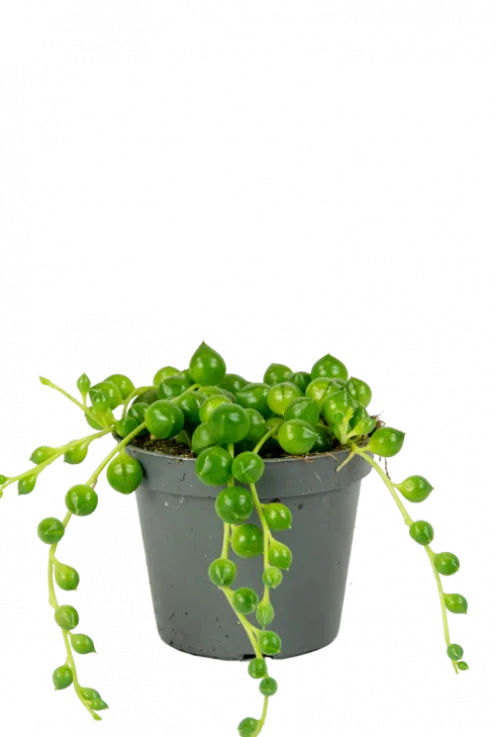 Senecio Herreanus - Stekje