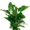 Spathiphyllum Bingo - Lepelplant