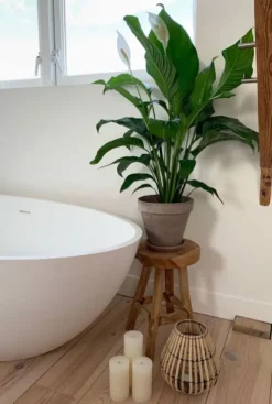 Spathiphyllum Bingo - Lepelplant