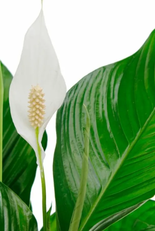 Spathiphyllum Bingo - Lepelplant
