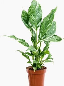 Spathiphyllum Diamond - Lepelplant
