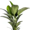 Spathiphyllum Sensation - Lepelplant