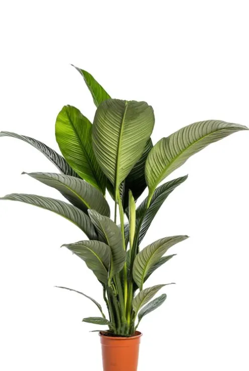 Spathiphyllum Sensation - Lepelplant