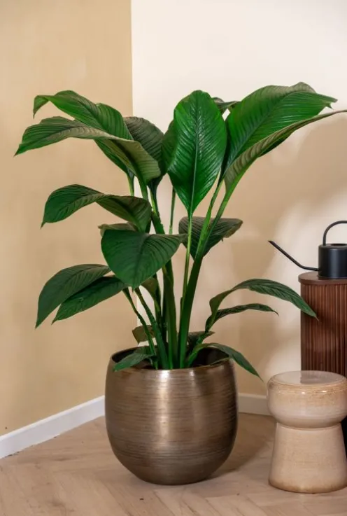Spathiphyllum Sensation - Lepelplant