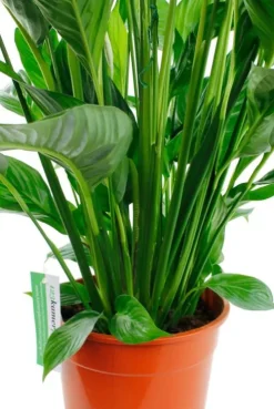 Spathiphyllum Sweet Lauretta - Lepelplant