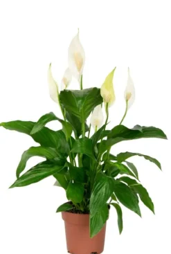 Spathiphyllum sweet rocco - Lepelplant