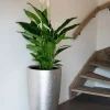 Spathiphyllum Sweet Sebastiano - Lepelplant