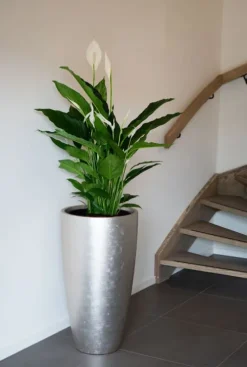 Spathiphyllum Sweet Sebastiano - Lepelplant