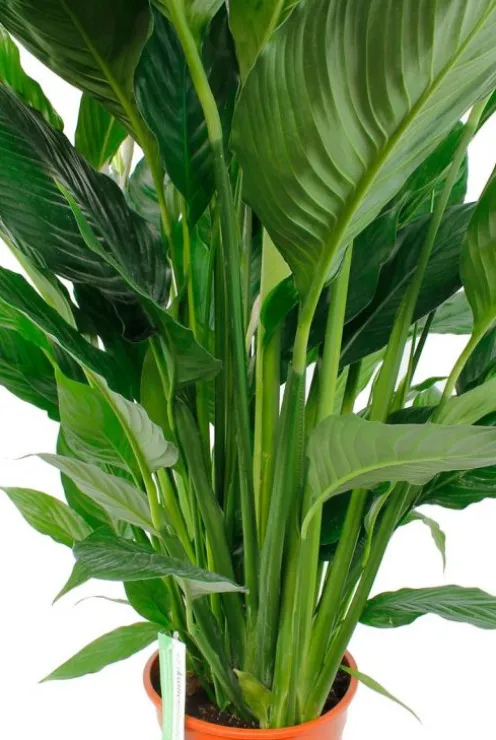 Spathiphyllum Sweet Sebastiano - Lepelplant