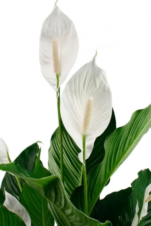Spathiphyllum Sweet Sebastiano - Lepelplant