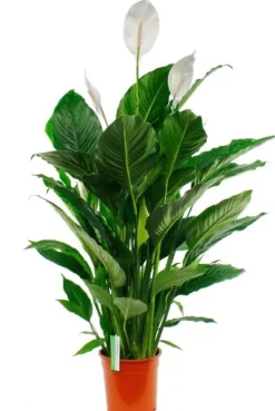 Spathiphyllum Sweet Sebastiano - Lepelplant