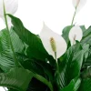 Spathiphyllum Sweet Sebastiano - Lepelplant