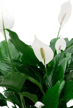 Spathiphyllum Sweet Sebastiano - Lepelplant